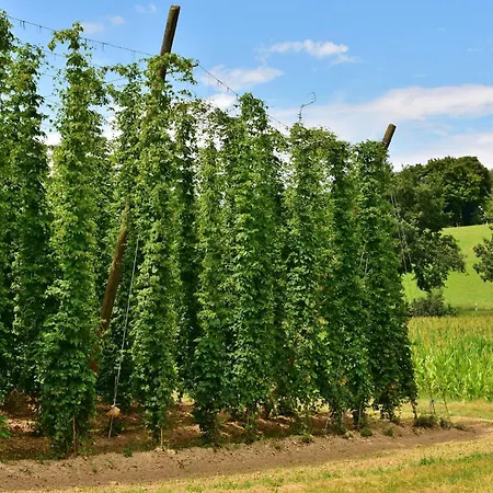 Premium Smartapart Mit Smarthome Zentral Modern 24h-check-in Appartement Tettnang