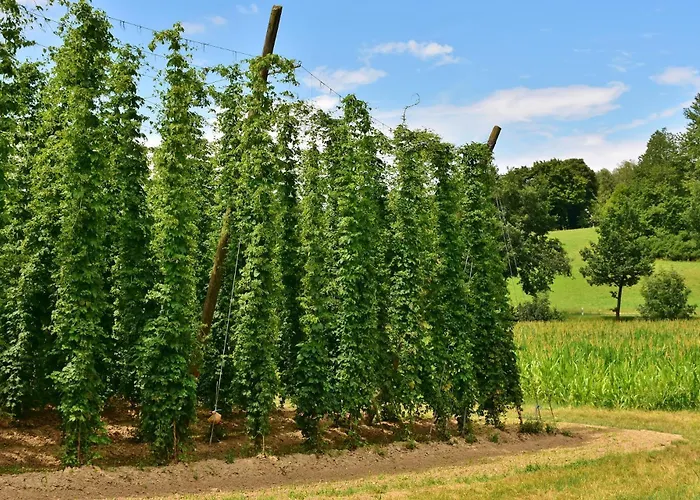 Premium Smartapart Mit Smarthome Zentral Modern 24h-check-in Appartement Tettnang